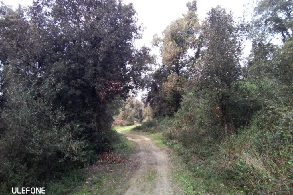 Casa Nel Parco Sulla Spiaggia 比萨 外观 照片