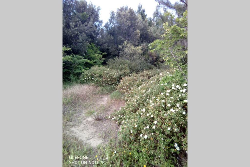 Casa Nel Parco Sulla Spiaggia 比萨 外观 照片