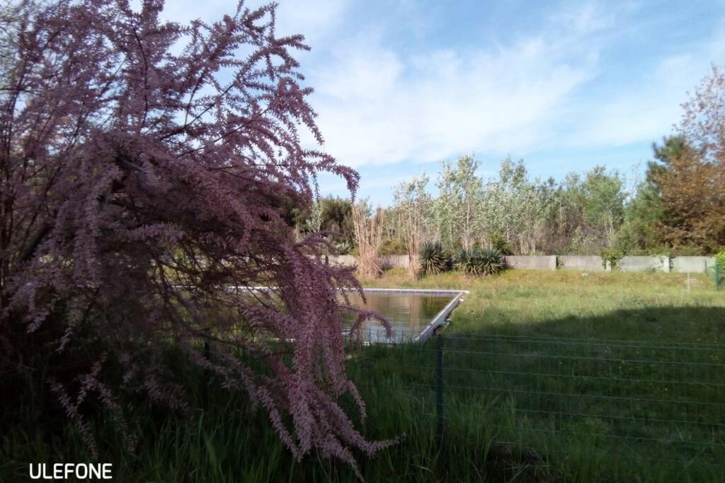 Casa Nel Parco Sulla Spiaggia 比萨 外观 照片